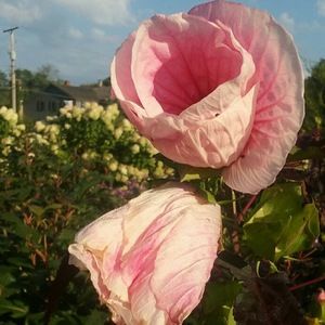 Meet your Posher, Katy